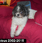 Precious 2002-2015